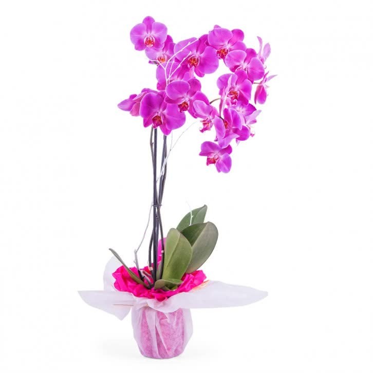 PHALAENOPSIS (orquídea)